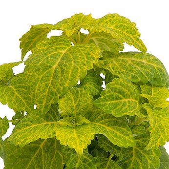 Fairway Yellow