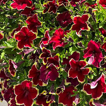Surfinia Burgundy Yellow Picotee