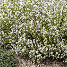 Thymus vulgaris