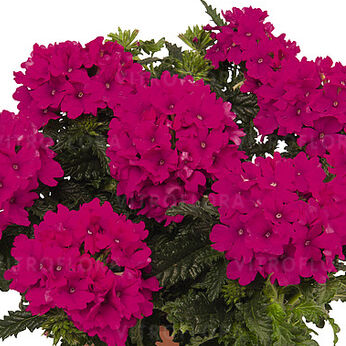 Lindolena Magenta