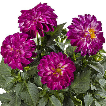 Labella® Medio Fun Violet Flame