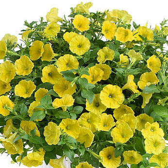 Capella Hello Yellow