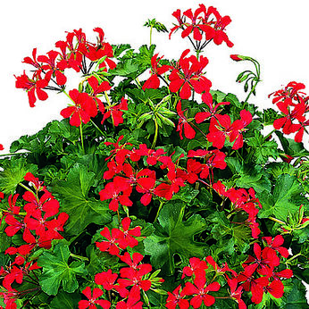 Decora Rot