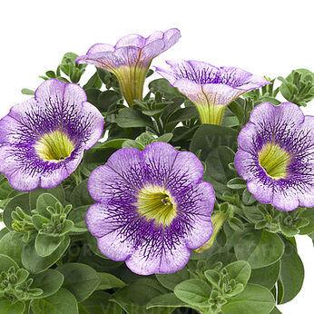 Tea Lilac Sun