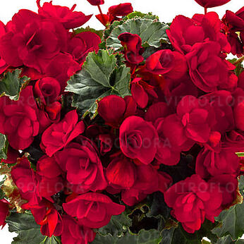 Vermillion Red