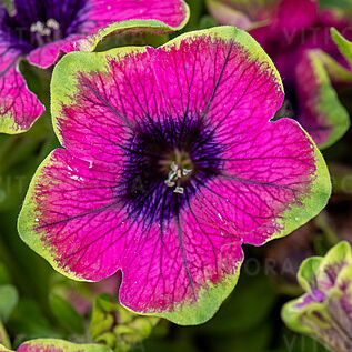 Pizzazz Purple
