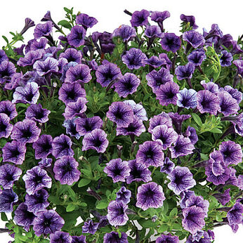 Littletunia Blue Vein