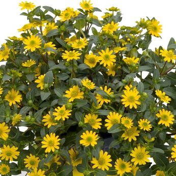 Sundance Trailling Yellow