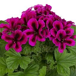 Regalia Purple