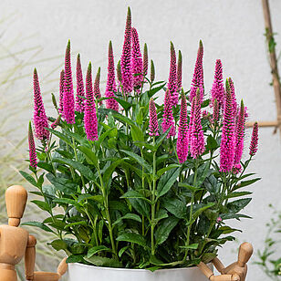 Lancita Pink