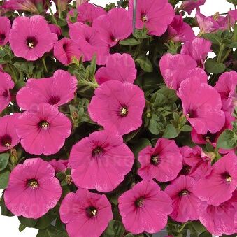 Surprise Hot Pink