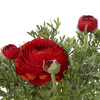 Mache™ Red
