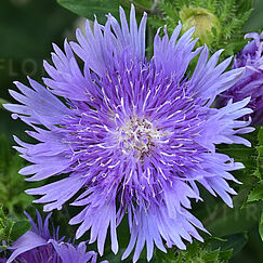 Mel's Blue