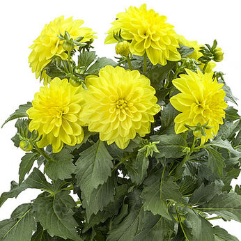 Labella® Maggiore Yellow