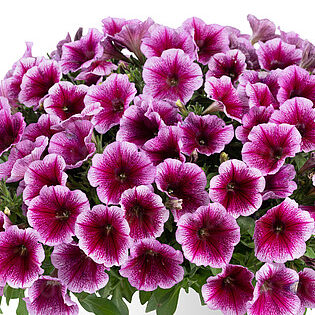 Capella Fuchsia Lace