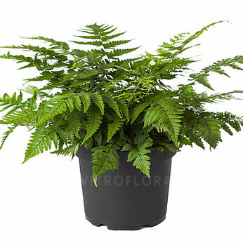Dryopteris sichotensis