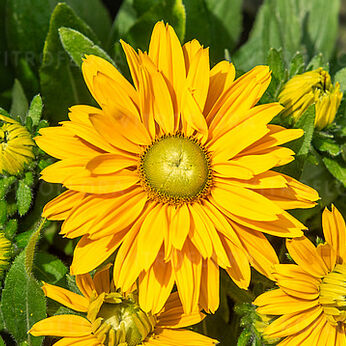 Sunbeckia® Emma