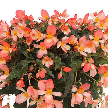 Dreams Waterfall Angel Soft Orange