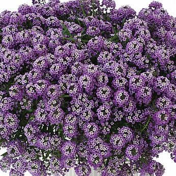 Lavender Stream