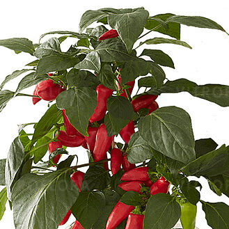 Pillar Peppers Mimi-Red