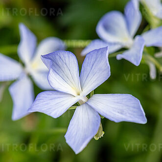Boughton Blue