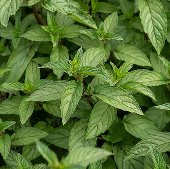 Mentha piperita