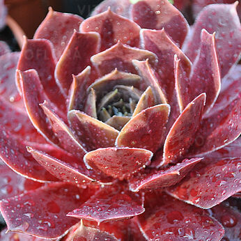BigSam™ Ruby Star Imp.
