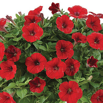 Littletunia Bright Red