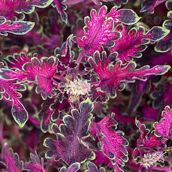 Raja Pink Topaz