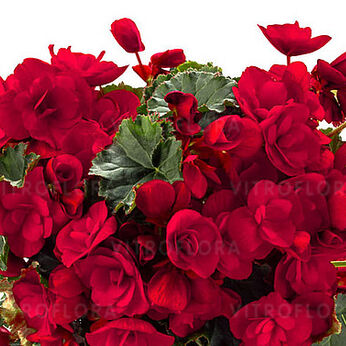 BK Collection Vermillion Red