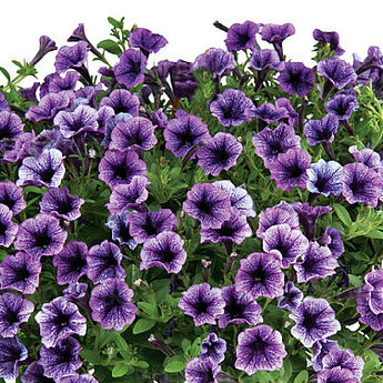 Littletunia Blue Vein