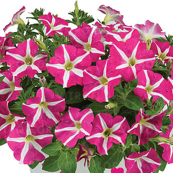 Amore™ Pink Hearts
