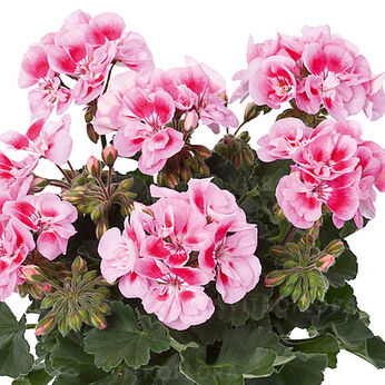 Trendix Dark Green Pink Eye