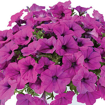 Capella Purple