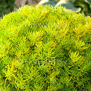 Yellow Cushion