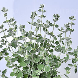 Ballota pseudodictamnus