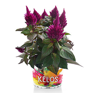 Kelos® Fire Purple