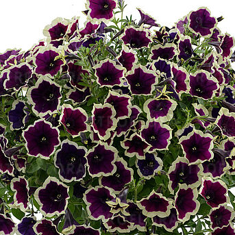 Cascadias Rim Magenta