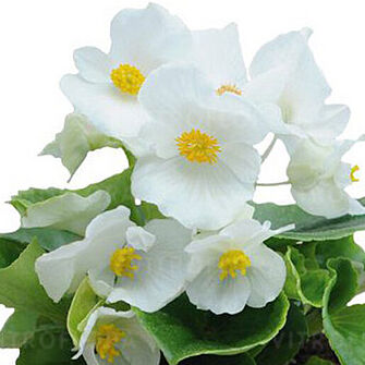Super Cool White