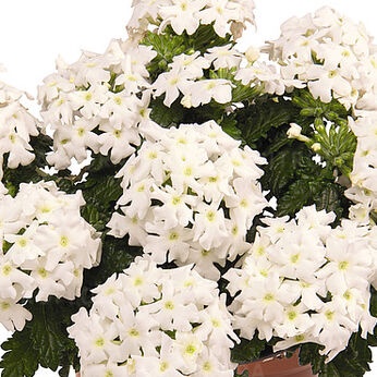 Lindolena White
