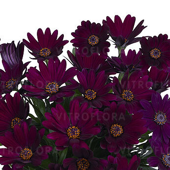 Margarita Dark Purple