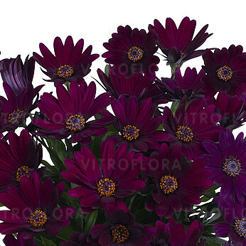 Margarita Dark Purple