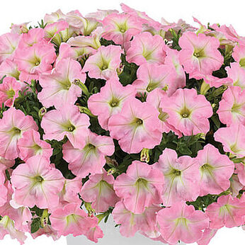 Capella Baby Pink