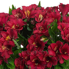 Lizzy