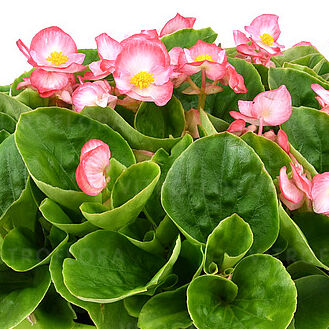 Premium Plus Rose Bicolor