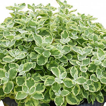 Variegata