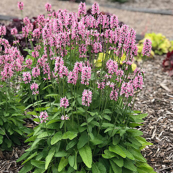 Pink Cotton Candy