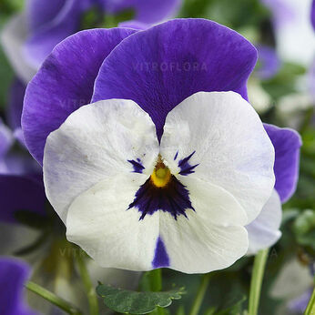 Cornet White Lavender