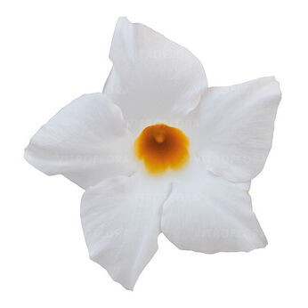 Sundaville® Classic White Impr.
