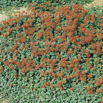 Acaena microphylla